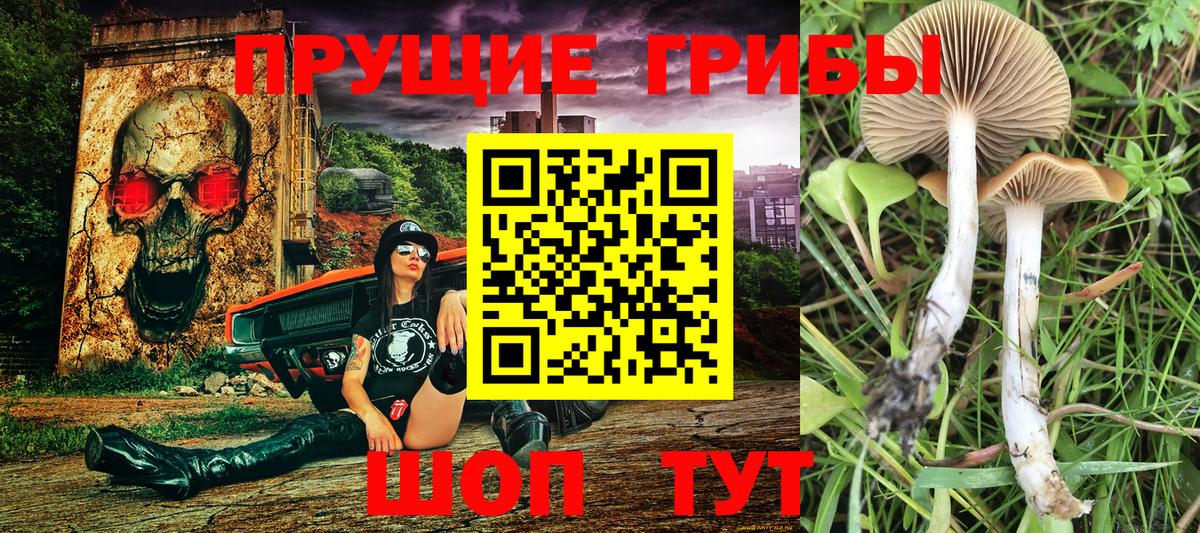 Псилоцибиновые грибы Psilocybine cubensis  Вход с VPN  закладка  Карпинск 